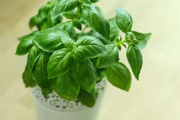 怎么养罗勒，选用透气性好的陶盆养殖