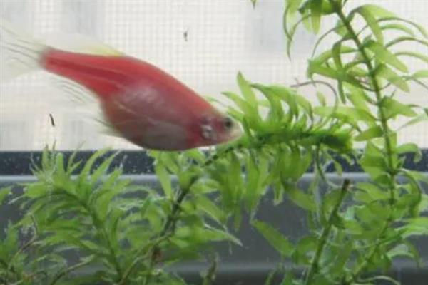 红斑马鱼褪色的原因，未投喂增色饲料、缺少光照、生病均会引起
