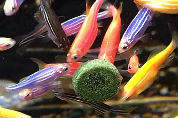红斑马鱼褪色的原因，未投喂增色饲料、缺少光照、生病均会引起