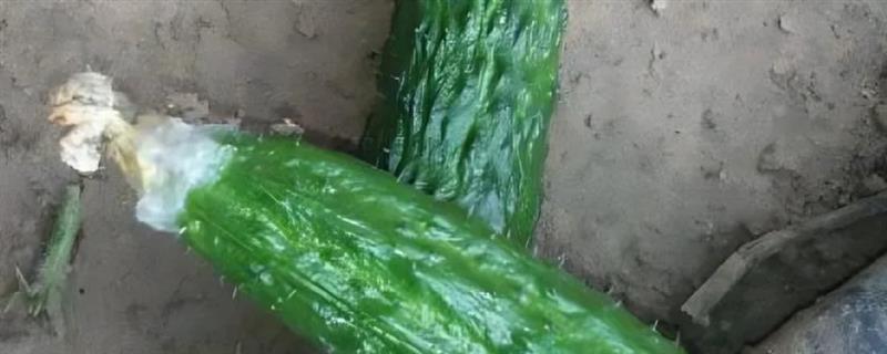 黄瓜烂头怎么办，发生黑星病时要拔除病株并烧毁