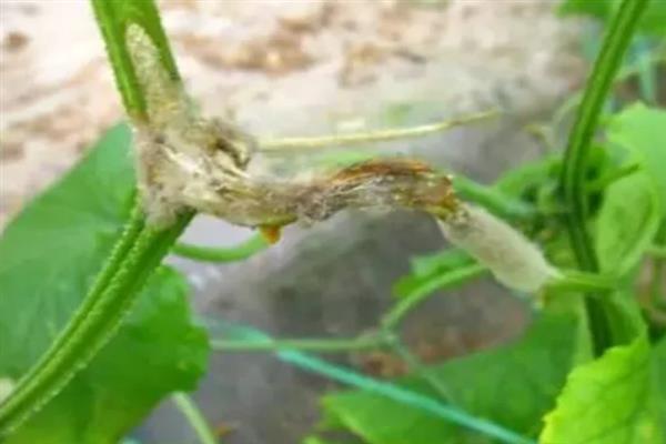 黄瓜烂头怎么办,发生黑星病时要拔除病株并烧毁