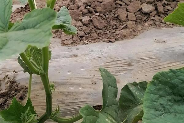 黄瓜烂头怎么办,发生黑星病时要拔除病株并烧毁