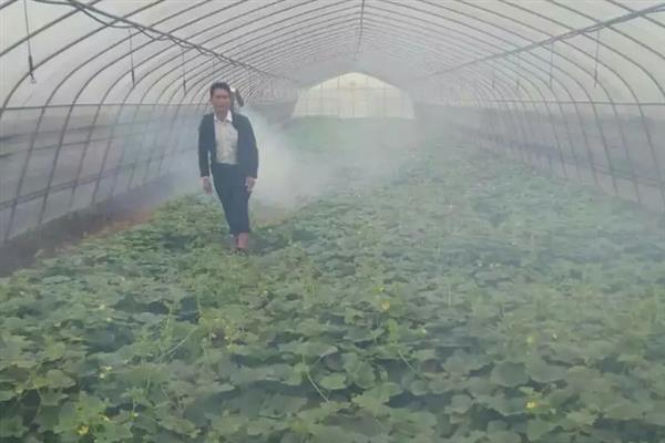 黄瓜烂头怎么办,发生黑星病时要拔除病株并烧毁