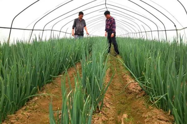 大葱春季怎么育苗，3-4月份进行撒播或条播