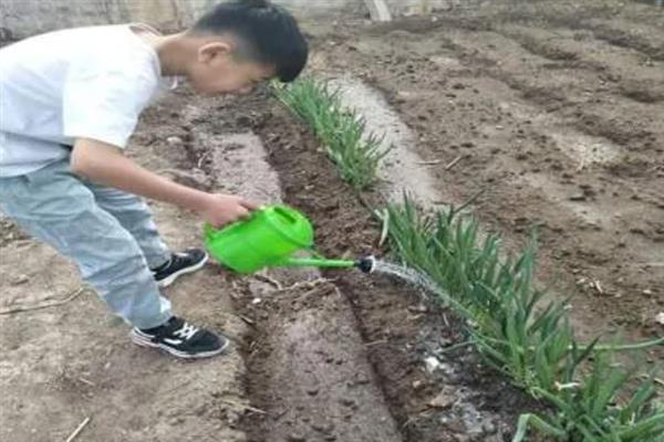 大葱春季怎么育苗，3-4月份进行撒播或条播