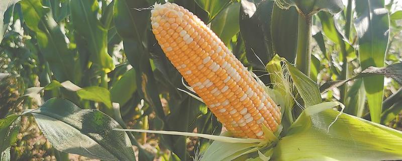 种植松科709玉米的要点，地温稳定在10℃以上再播种
