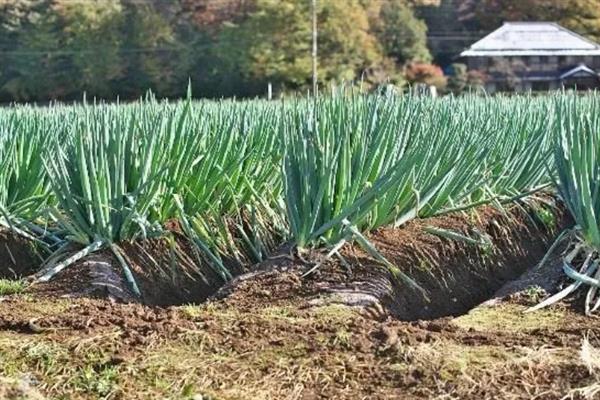 大葱春季怎么育苗，3-4月份进行撒播或条播