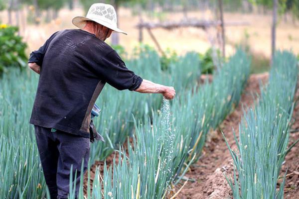 大葱春季怎么育苗，3-4月份进行撒播或条播