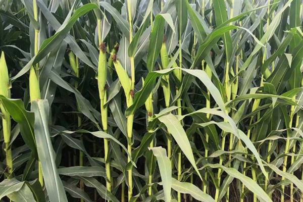 种植松科709玉米的要点，地温稳定在10℃以上再播种