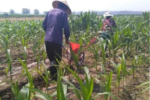种植松科709玉米的要点，地温稳定在10℃以上再播种