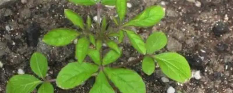 醉蝶花的发芽方式，需控制温度在20-25℃之间