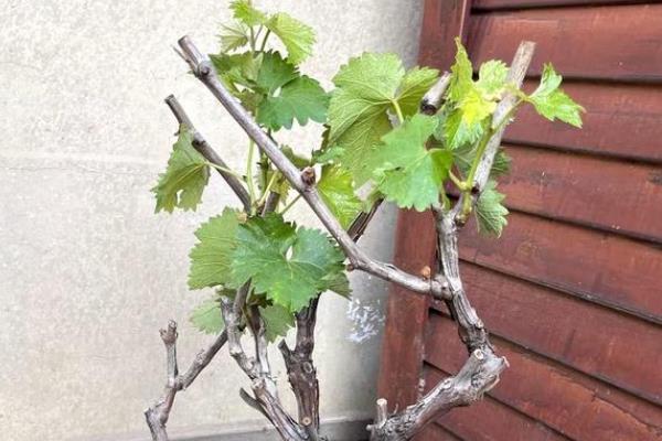 葡萄老桩没有芽眼能不能发芽，幼芽的萌发速度较慢