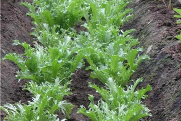 苦苣的收获时间,8月播种定植,10月收获