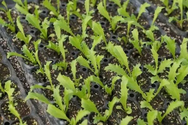 苦苣的收获时间,8月播种定植,10月收获