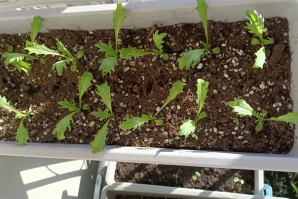 苦苣的收获时间,8月播种定植,10月收获