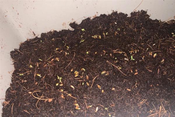 苦苣的收获时间,8月播种定植,10月收获