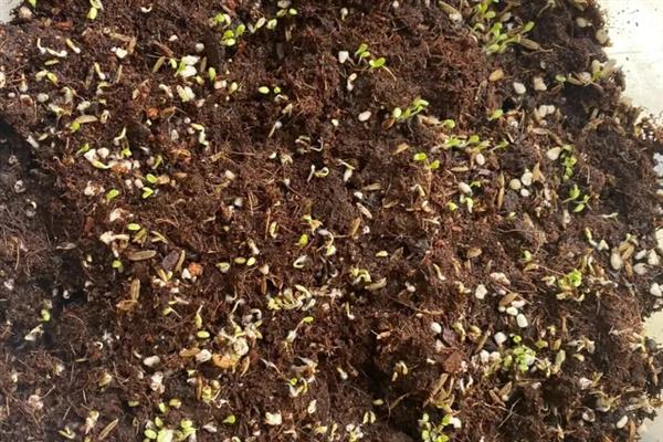 苦苣的收获时间,8月播种定植,10月收获