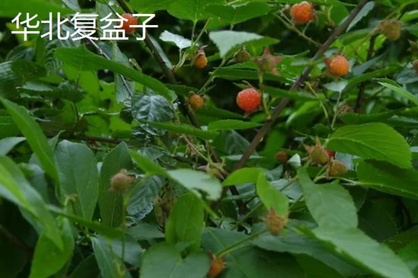 覆盆子的其它叫法，具有树莓、悬钩子、覆盆莓等别称
