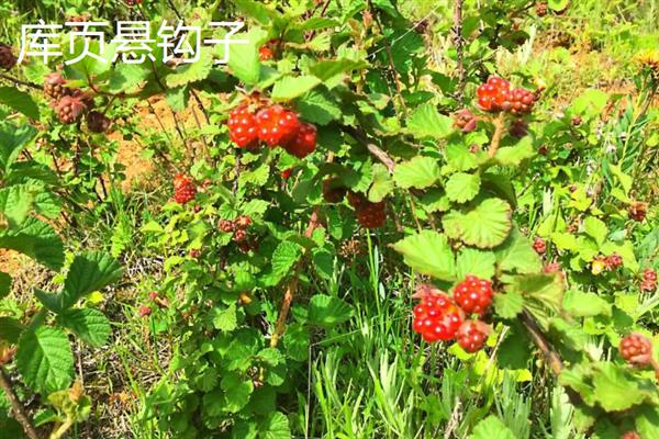 覆盆子的其它叫法，具有树莓、悬钩子、覆盆莓等别称