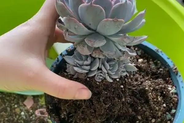 养殖蓝石莲的方法，生长期间每周浇一次水