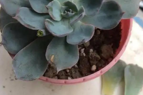 养殖蓝石莲的方法，生长期间每周浇一次水