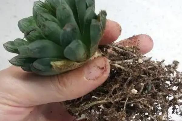 玉露无根如何诱根，种植前将其浸泡在高锰酸钾溶液中消毒