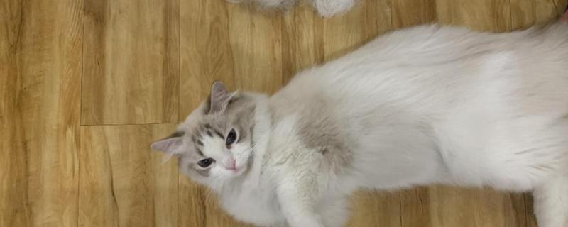 猫咪冬天掉毛厉害怎么办，可以多给猫咪梳理毛发
