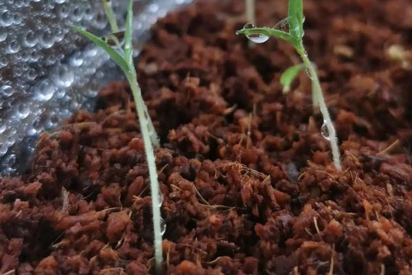 欧石楠怎么播种，用热水浸种后再播入经过消毒的土壤中