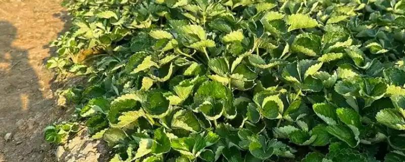 如何培育草莓种苗，畦面要保持疏松无草