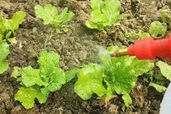 大白菜干叶黄叶是什么病，是黄叶病所导致
