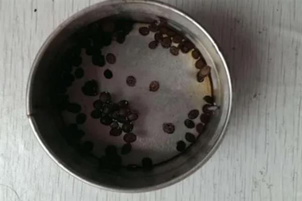 大白菜干叶黄叶是什么病，是黄叶病所导致