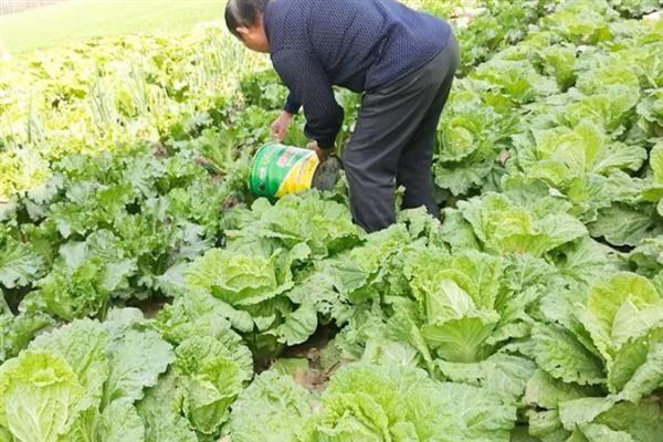 大白菜干叶黄叶是什么病，是黄叶病所导致