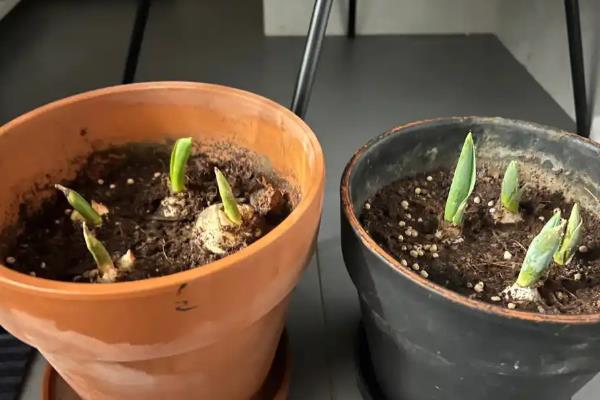 郁金香夏天休眠时的储藏方法，将种球洗净晾干后放在冰箱的冷藏层中