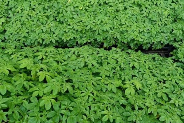 醉蝶花的发芽方式，需控制温度在20-25℃之间
