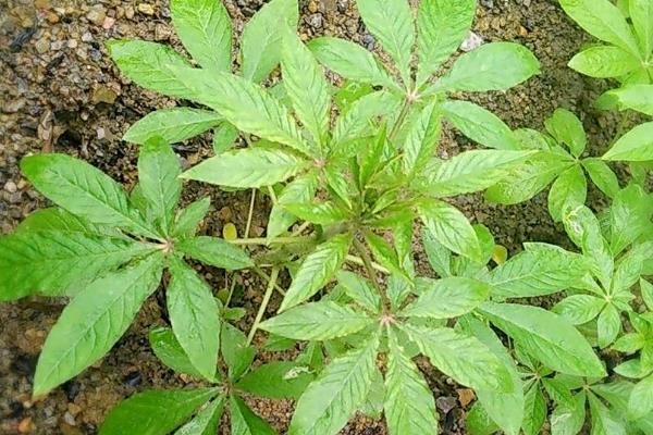 醉蝶花的发芽方式，需控制温度在20-25℃之间