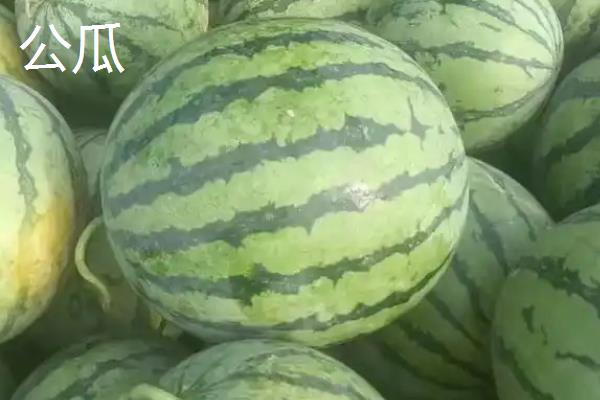 西瓜分不分公母，西瓜分公母