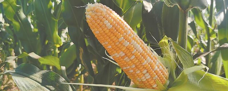 秋乐368的特征特性，夏播生长周期为102-104天左右