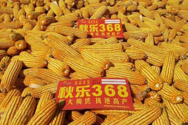 秋乐368的特征特性，夏播生长周期为102-104天左右