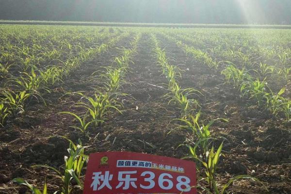 秋乐368的特征特性，夏播生长周期为102-104天左右