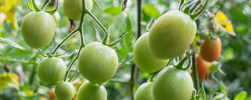 夏至适合种什么,适合种番茄、豆角等