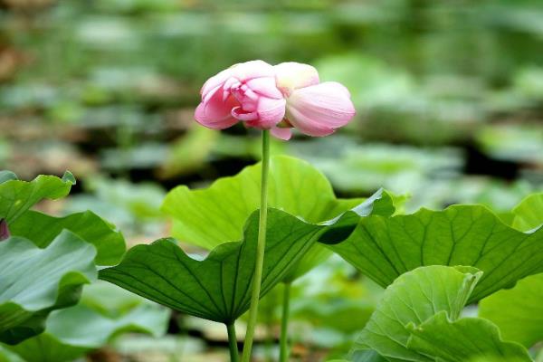 圆明园并蒂莲的开放时间，大概会在7月份开出花朵