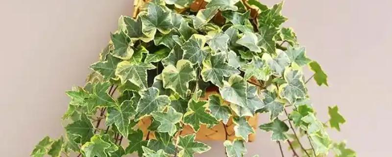 常春藤枯了要不要剪掉，需要进行修剪