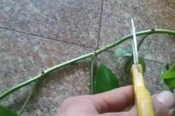 如何水养绿萝才能让它更旺盛，添加维生素C可以补充营养