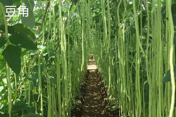 夏至适合种什么,适合种番茄、豆角等