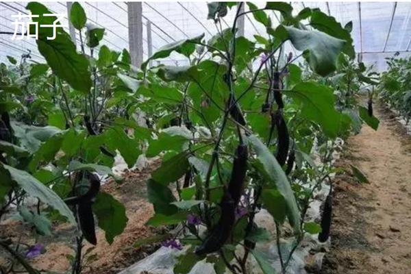 夏至适合种什么,适合种番茄、豆角等