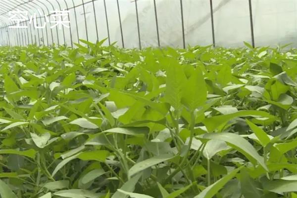 夏至适合种什么,适合种番茄、豆角等