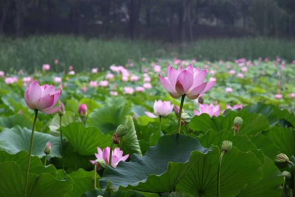夏至适合种什么,适合种番茄、豆角等
