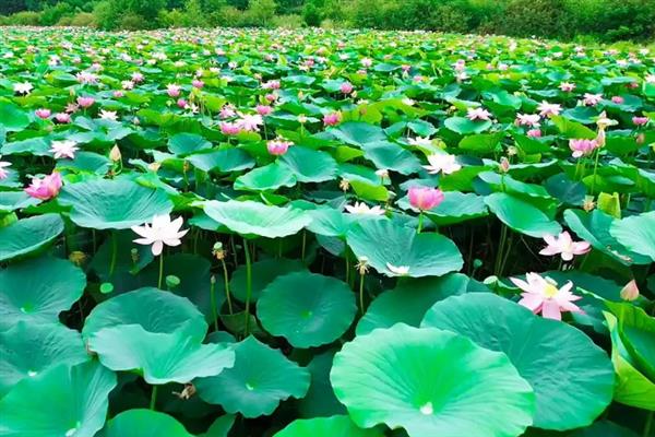 夏至适合种什么,适合种番茄、豆角等