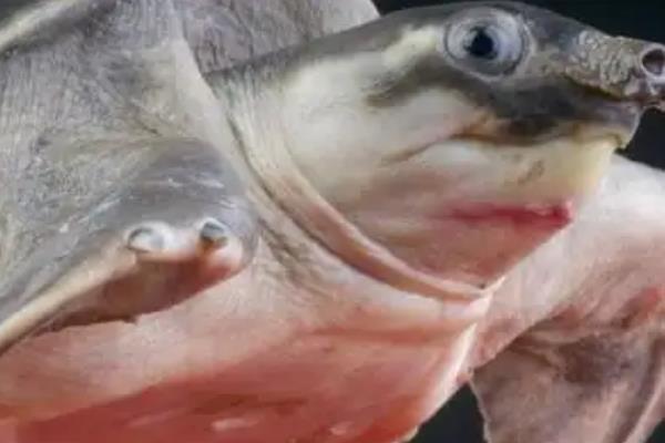 猪鼻龟身上有红点如何处理，根据发生原因采取换水、粗盐溶液浸泡等措施