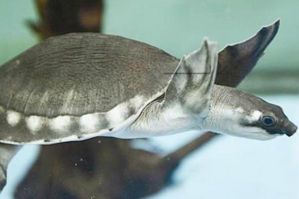 猪鼻龟身上有红点如何处理，根据发生原因采取换水、粗盐溶液浸泡等措施